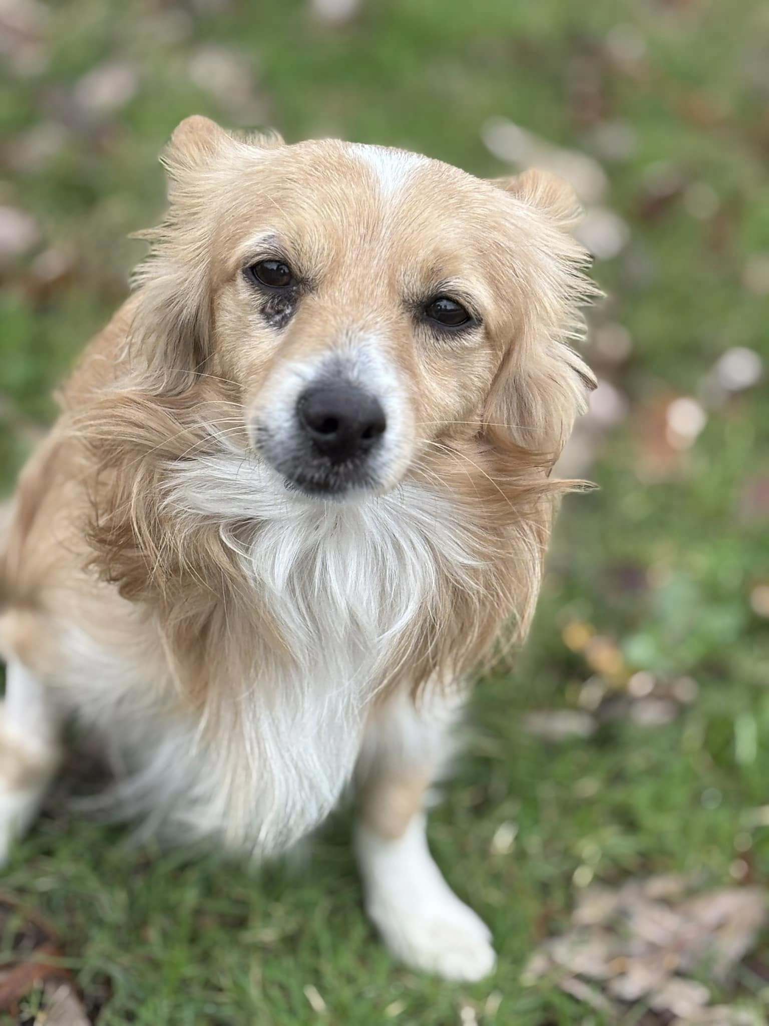 Bill, an adoptable Pembroke Welsh Corgi, Papillon in Arlington, TX, 76013 | Photo Image 2