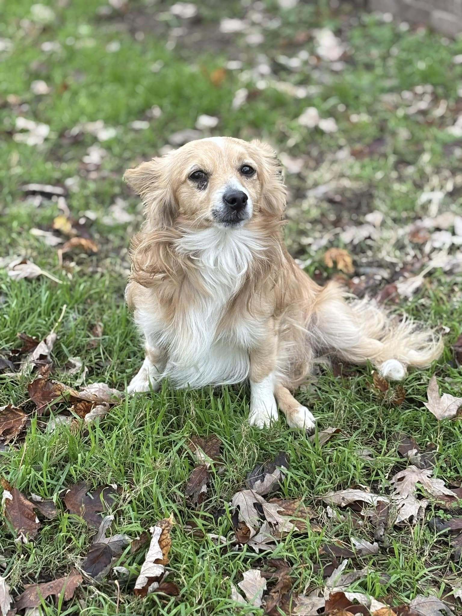 Bill, an adoptable Pembroke Welsh Corgi, Papillon in Arlington, TX, 76013 | Photo Image 3