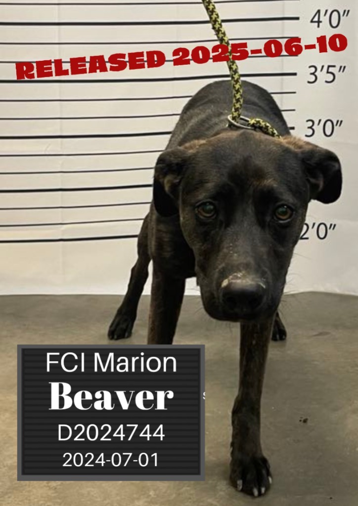 Beaver