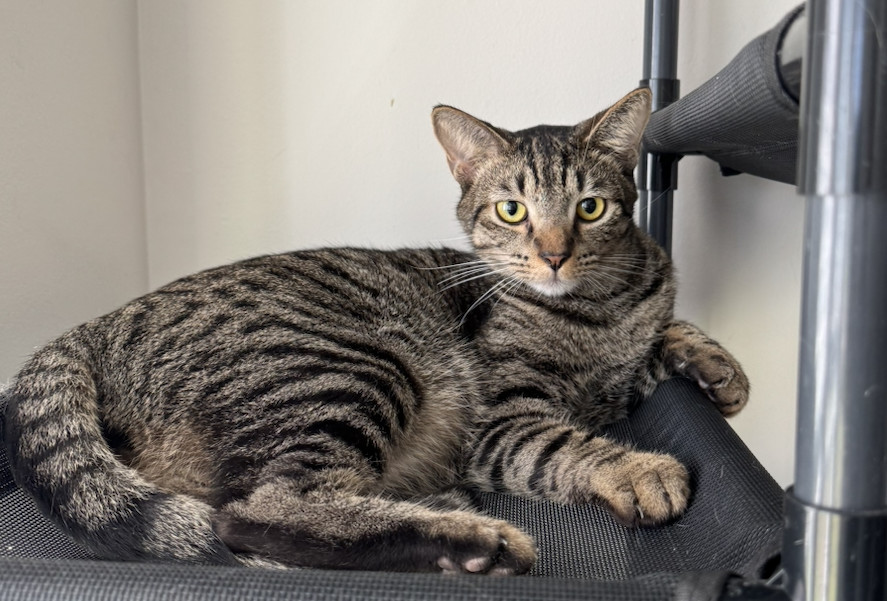Poncho, an adoptable Domestic Short Hair in Pinson, AL, 35126 | Photo Image 1