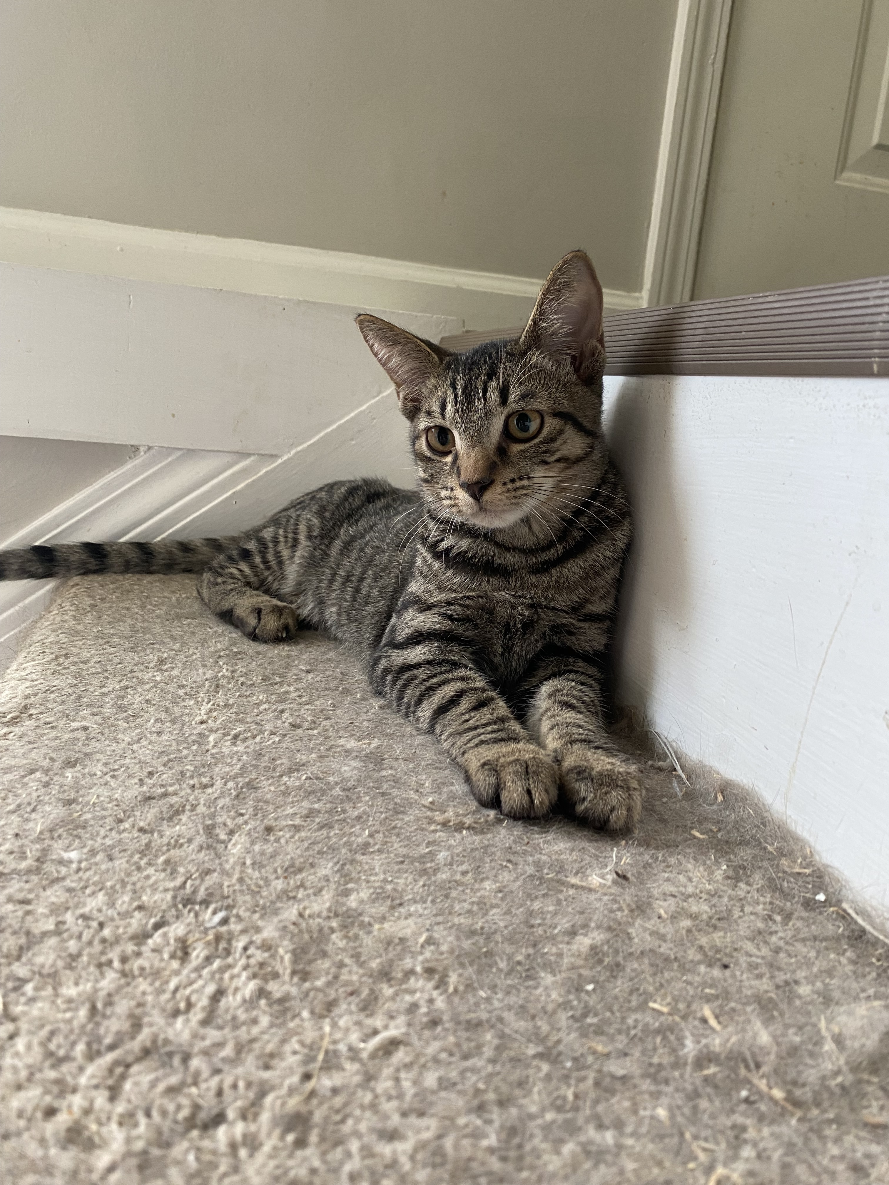 Poncho, an adoptable Domestic Short Hair in Pinson, AL, 35126 | Photo Image 4