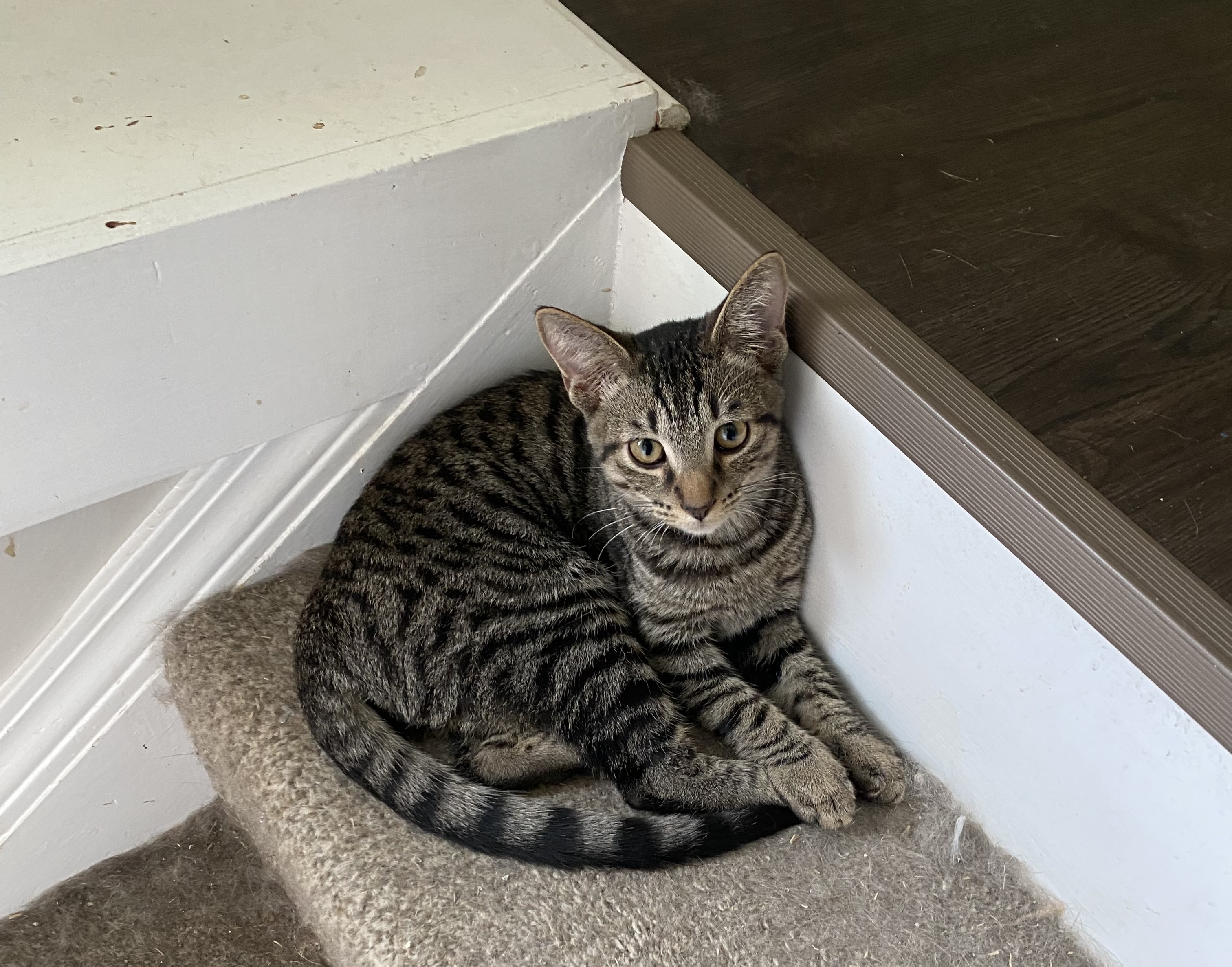 Poncho, an adoptable Domestic Short Hair in Pinson, AL, 35126 | Photo Image 5