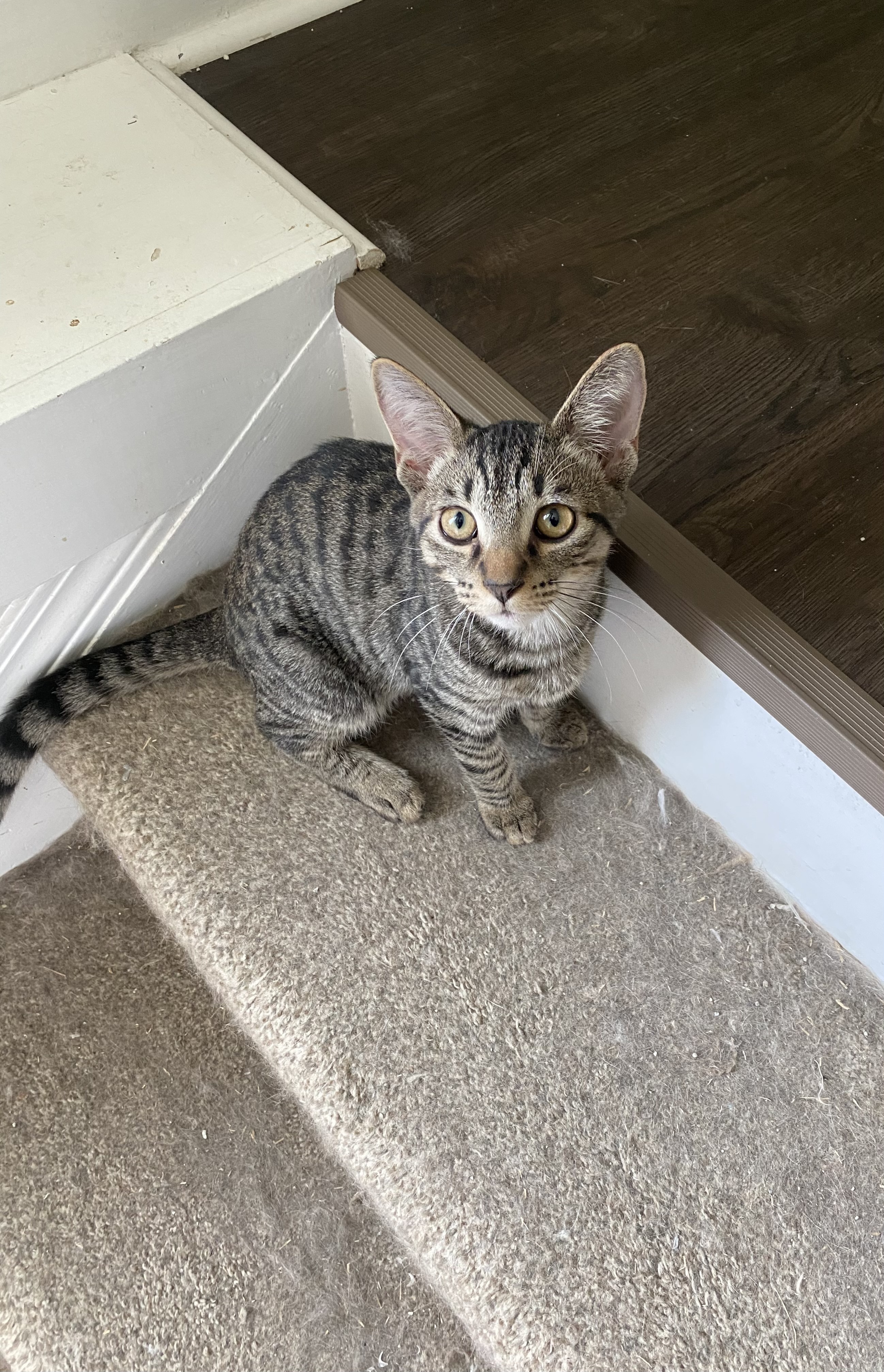 Poncho, an adoptable Domestic Short Hair in Pinson, AL, 35126 | Photo Image 6