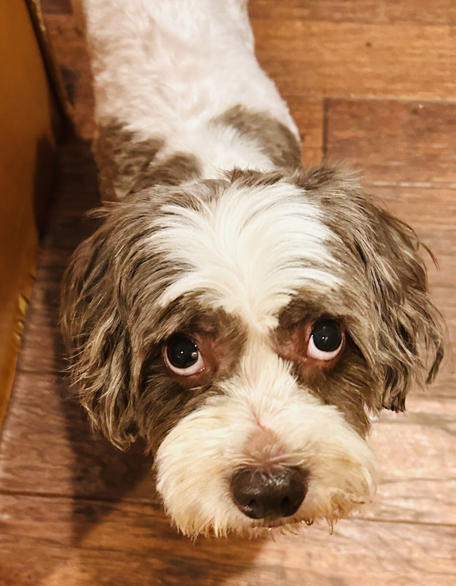 Archie