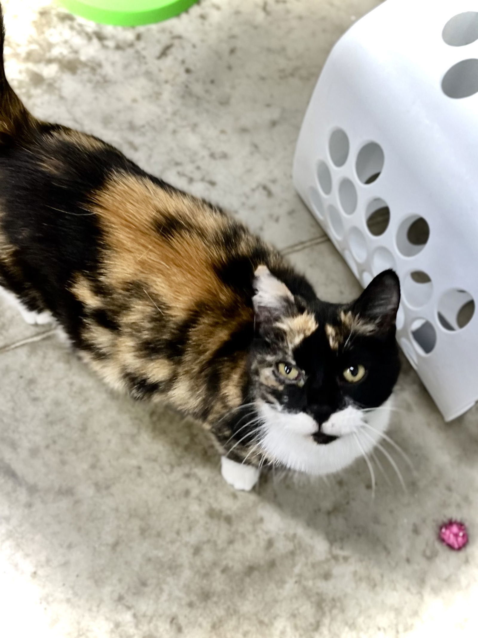 Daisy II, an adoptable Domestic Short Hair in Estherville, IA, 51334 | Photo Image 2