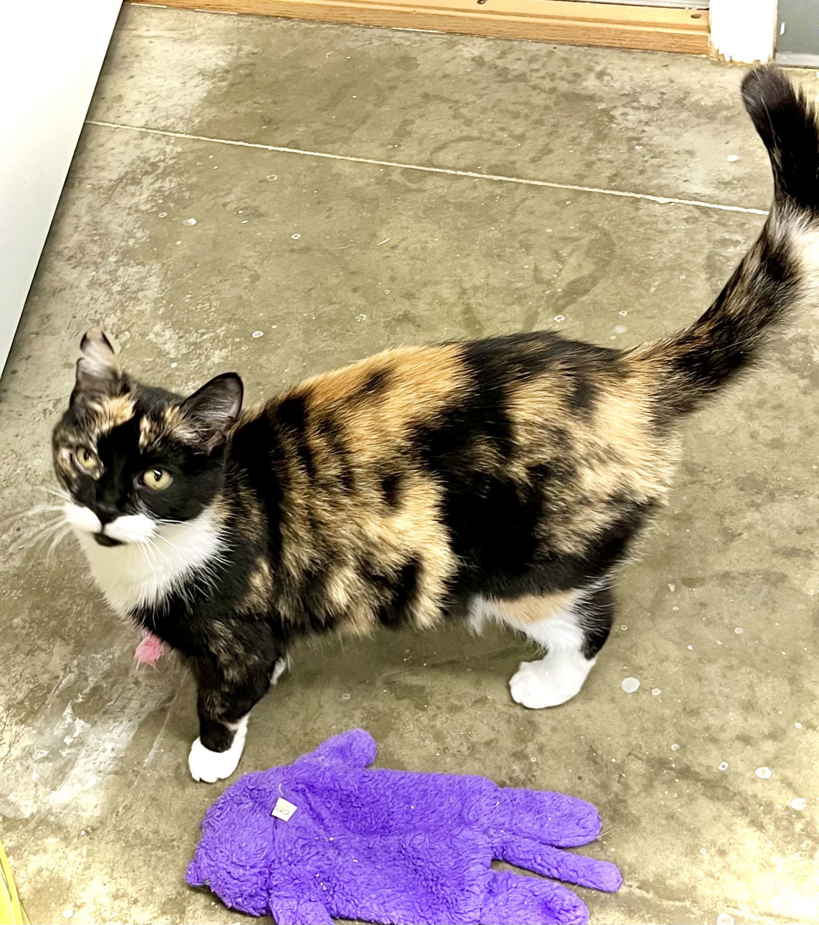 Daisy II, an adoptable Domestic Short Hair in Estherville, IA, 51334 | Photo Image 3