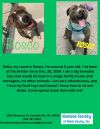 Rosco photo 1