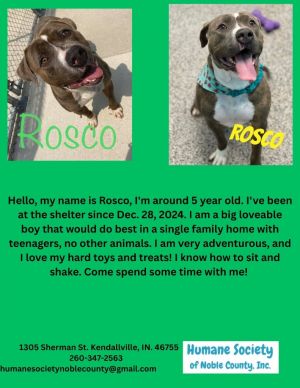 Rosco, Adult Male Pit Bull Terrier