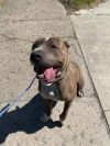 Rosco photo 2