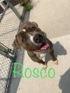 Rosco photo 4