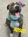 Rosco photo 5