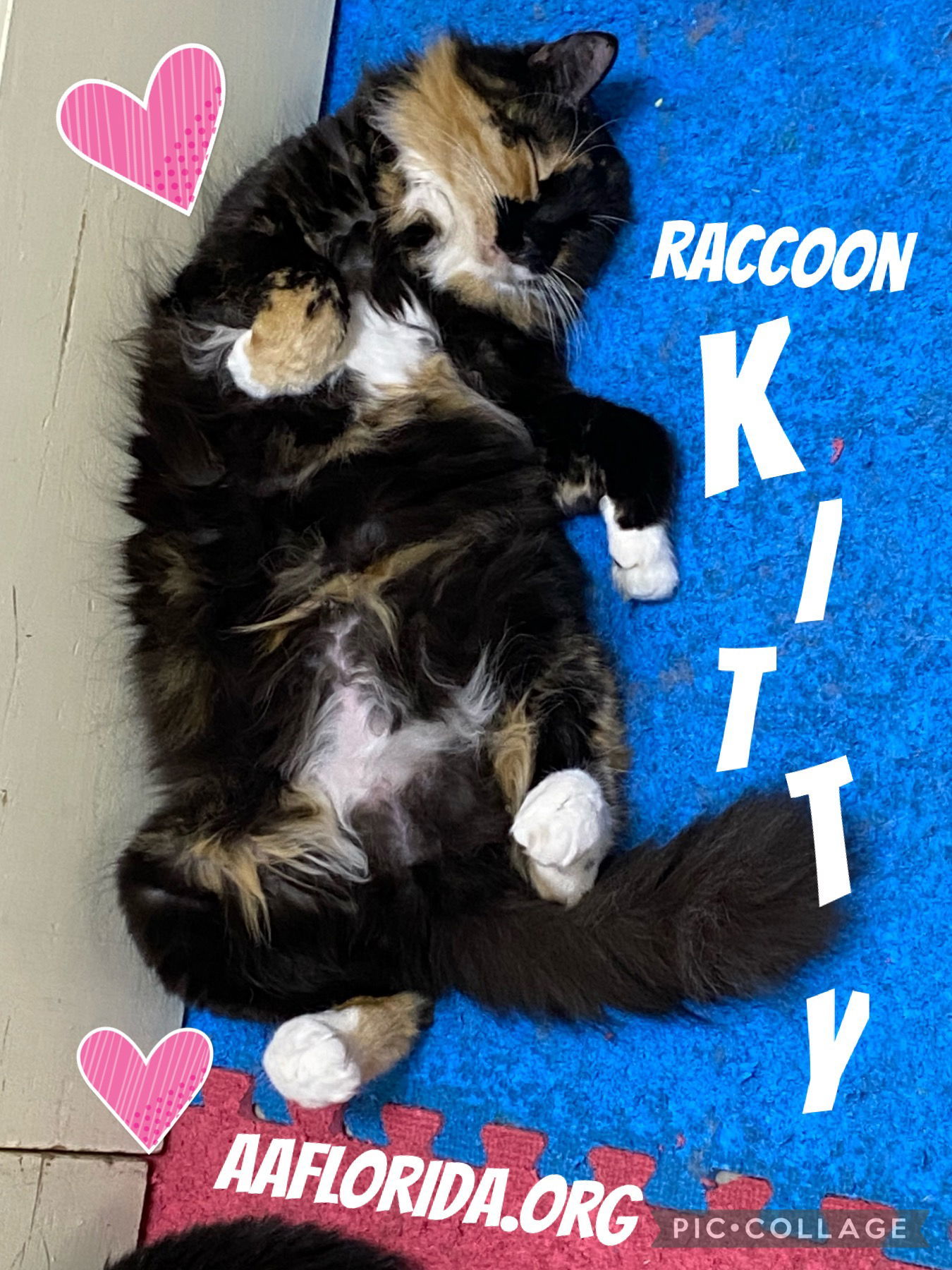 Raccoon Kitty *Cyd, an adoptable Ragdoll, Calico in Pensacola, FL, 32534 | Photo Image 1