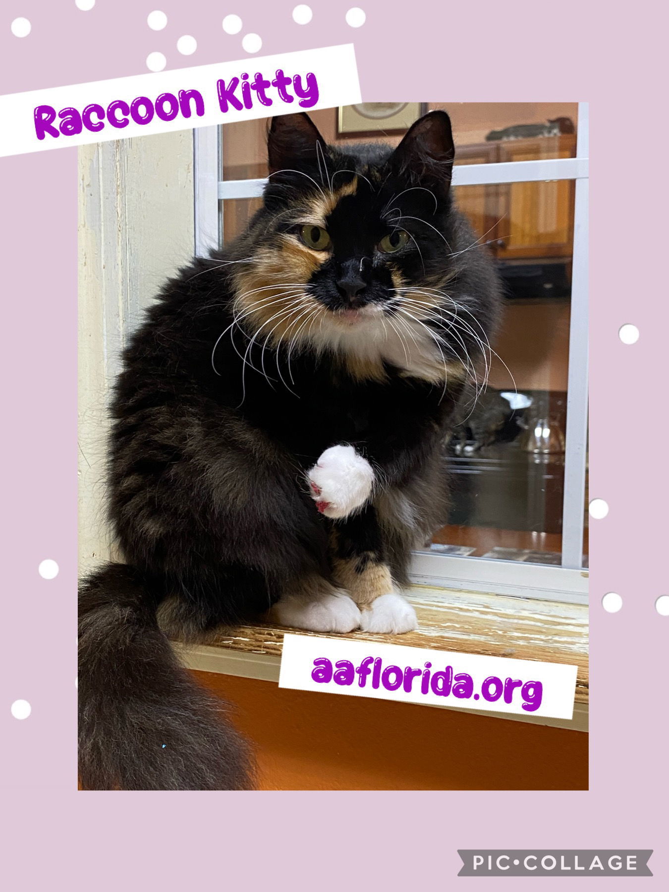 Raccoon Kitty *Cyd, an adoptable Ragdoll, Calico in Pensacola, FL, 32534 | Photo Image 2