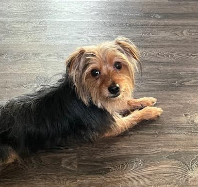 Lord Skippy, an adoptable Yorkshire Terrier in Brooklyn Center, MN, 55429 | Photo Image 1