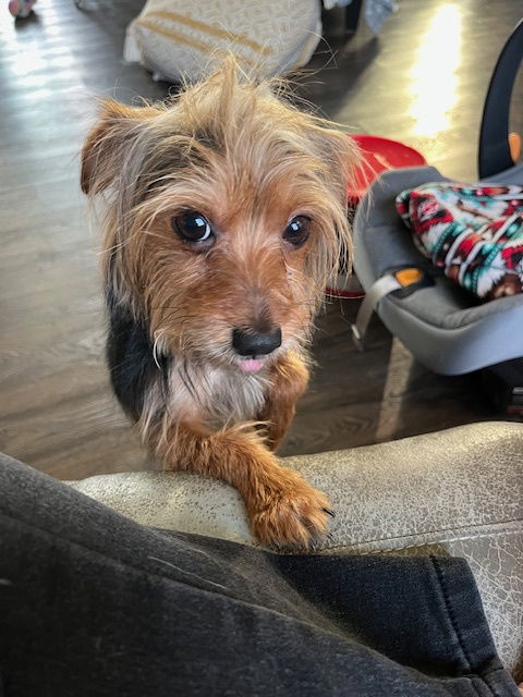 Lord Skippy, an adoptable Yorkshire Terrier in Brooklyn Center, MN, 55429 | Photo Image 2