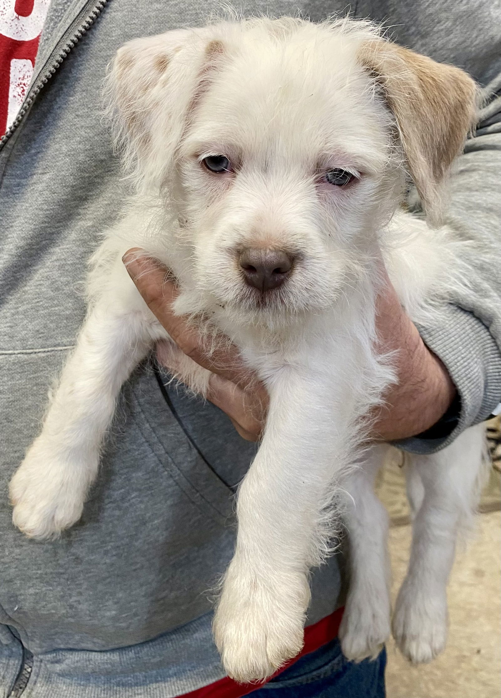 Star, an adoptable Pit Bull Terrier, Havanese in Spotsylvania, VA, 22553 | Photo Image 1