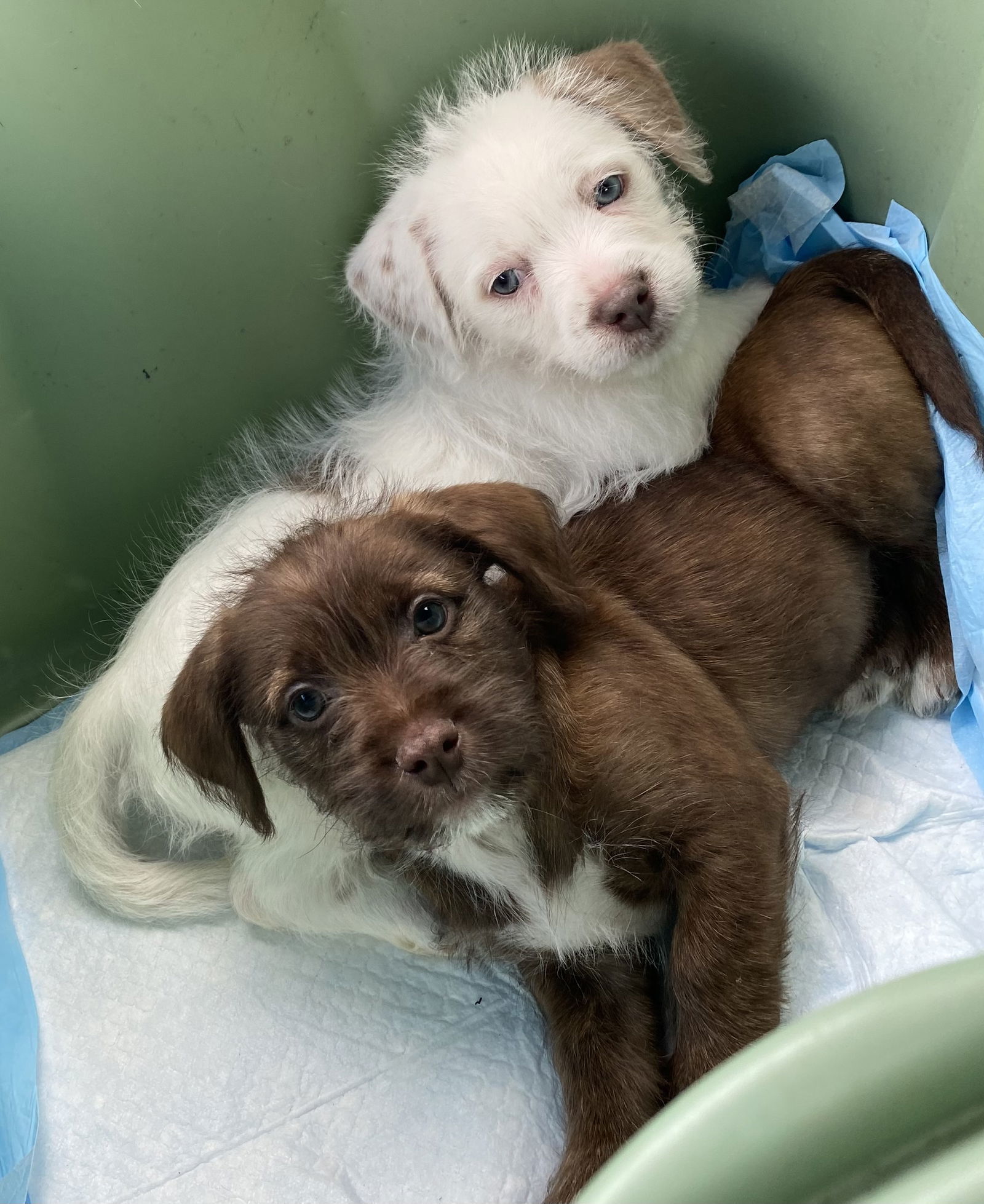 Star, an adoptable Pit Bull Terrier, Havanese in Spotsylvania, VA, 22553 | Photo Image 2