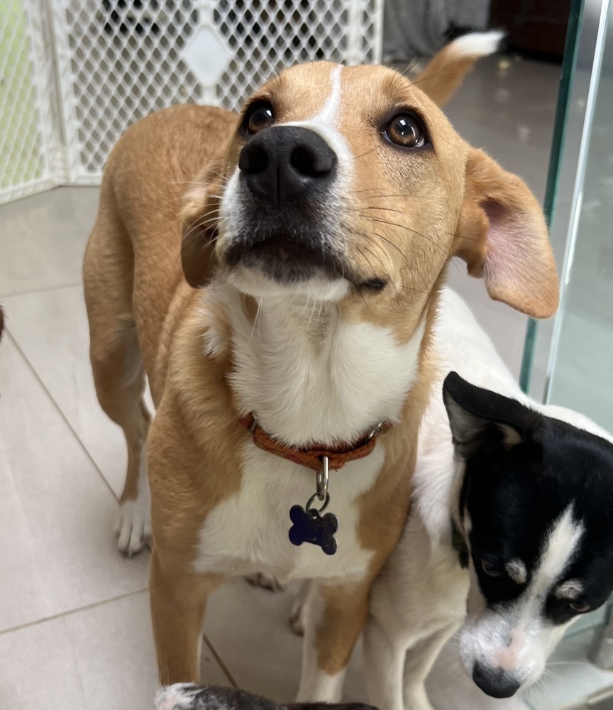 Noelle, an adoptable Feist, Collie in Washington, DC, 20037 | Photo Image 2