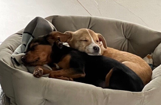 Noelle, an adoptable Feist, Collie in Washington, DC, 20037 | Photo Image 3