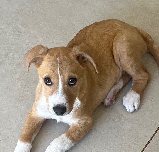 Pup Noelle, an adoptable Feist, Collie in Washington, DC, 20037 | Photo Image 4