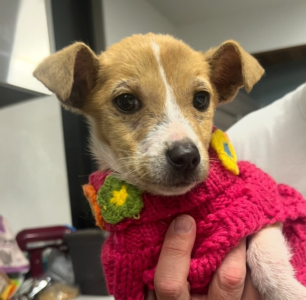 Noelle, an adoptable Feist, Collie in Washington, DC, 20037 | Photo Image 4