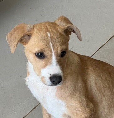 Noelle, an adoptable Feist, Collie in Washington, DC, 20037 | Photo Image 5