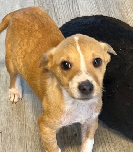 Pup Noelle, an adoptable Feist, Collie in Washington, DC, 20037 | Photo Image 6