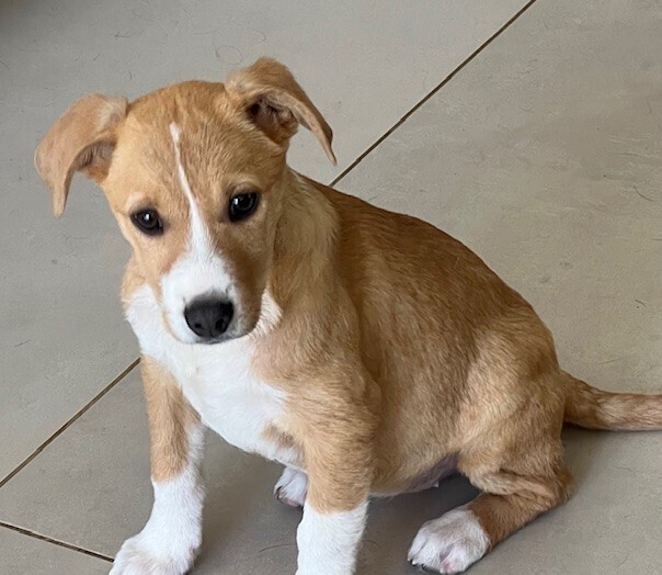 Noelle, an adoptable Feist, Collie in Washington, DC, 20037 | Photo Image 6