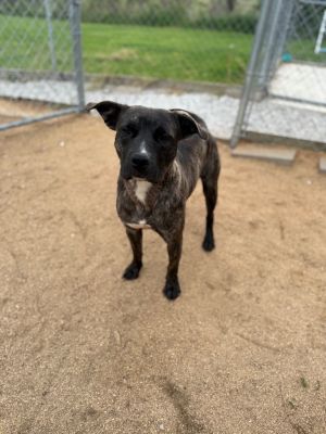 Nigel, Young Male Terrier