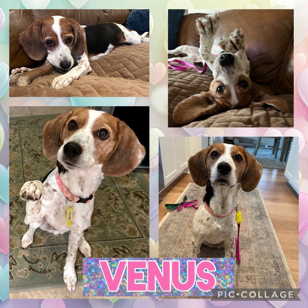 Venus