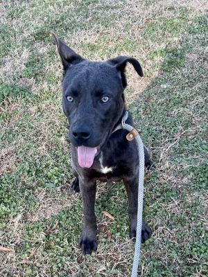 Bodie, Baby Male Labrador Retriever