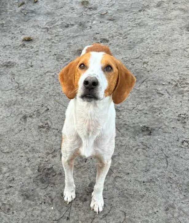 Dog For Adoption - Waylon ( Ducky), A Hound Mix In New Bern, Nc 