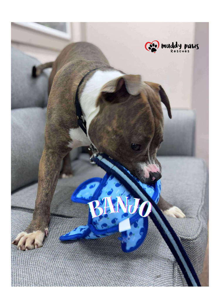 Banjo