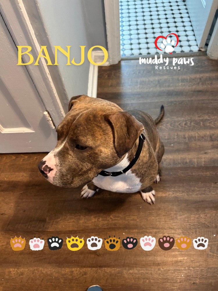Banjo