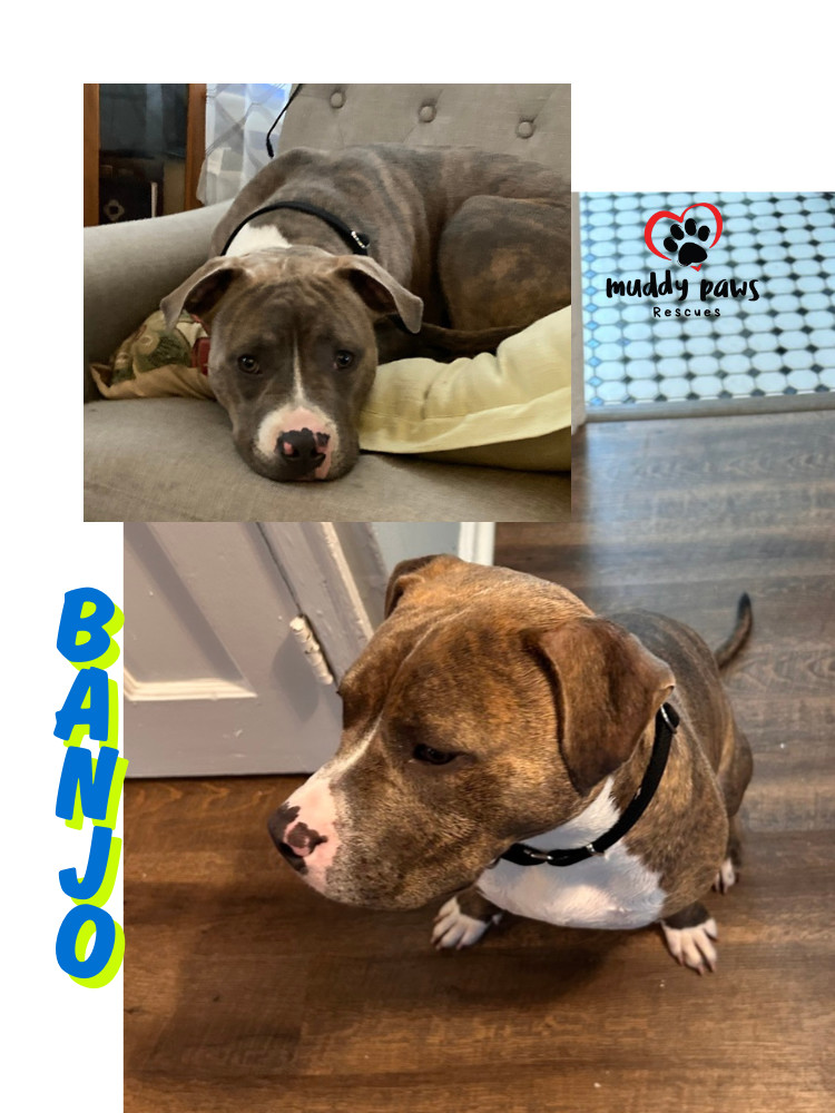 Banjo