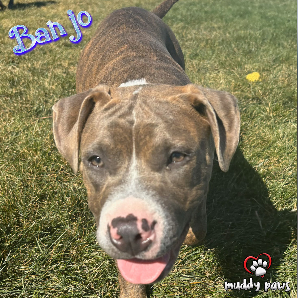 Banjo