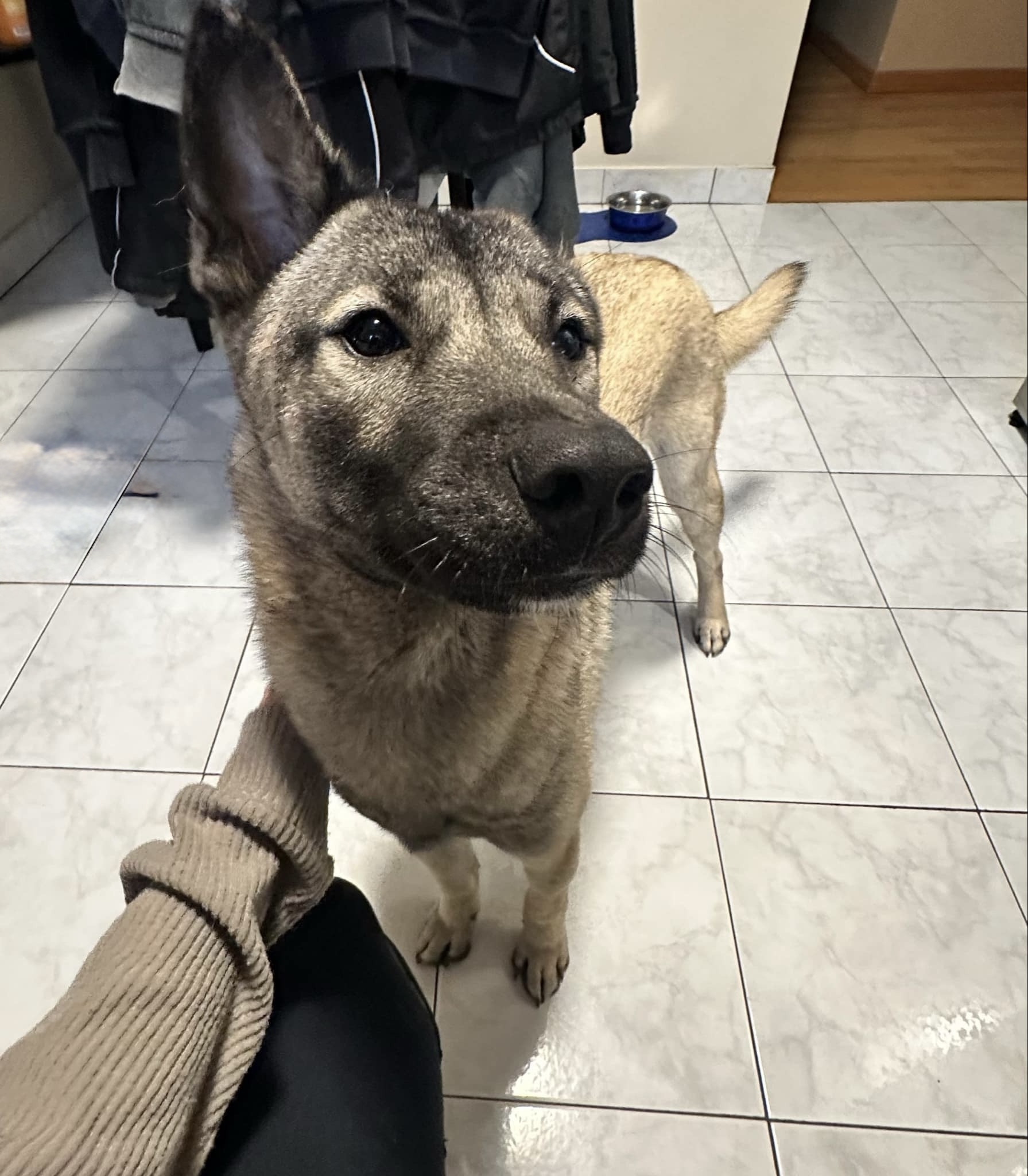Harry, an adoptable Jindo, Mixed Breed in Sunderland, ON, L0C 1H0 | Photo Image 1