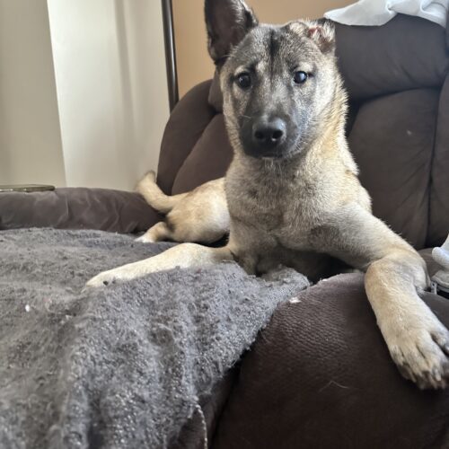 Harry, an adoptable Jindo, Mixed Breed in Sunderland, ON, L0C 1H0 | Photo Image 2