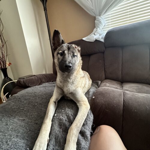Harry, an adoptable Jindo, Mixed Breed in Sunderland, ON, L0C 1H0 | Photo Image 3