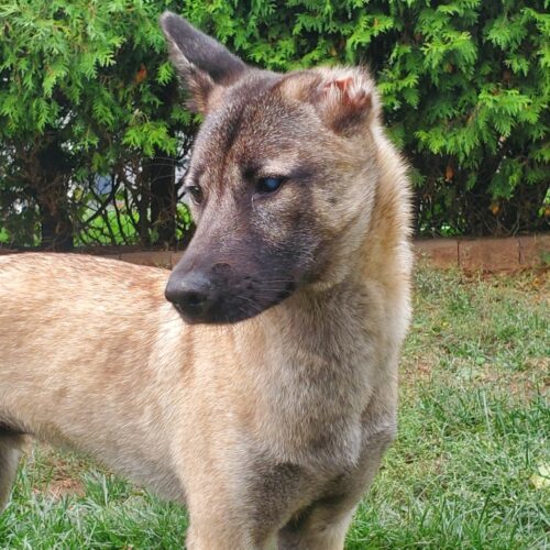 Harry, an adoptable Jindo, Mixed Breed in Sunderland, ON, L0C 1H0 | Photo Image 5