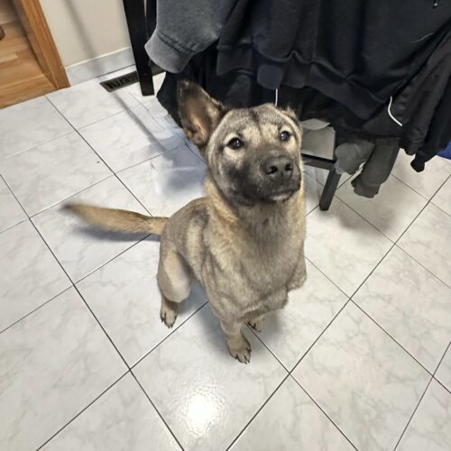 Harry, an adoptable Jindo, Mixed Breed in Sunderland, ON, L0C 1H0 | Photo Image 6