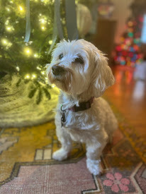 Havanese Mix - Isabella, an adoptable Havanese in Omaha, NE, 68137 | Photo Image 1