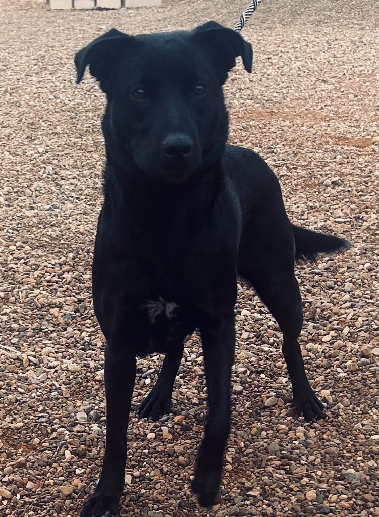Tippy, an adoptable Labrador Retriever in Hot Springs, SD, 57747 | Photo Image 1