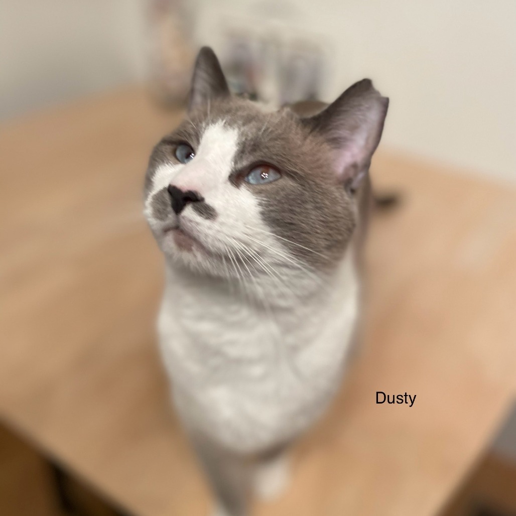 Dusty, an adoptable Himalayan in Lynchburg, VA, 24502 | Photo Image 1