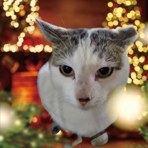 Marlowe, Adult Female Domestic Short Hair