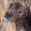 Tyson photo 2