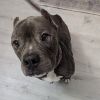Tyson photo 3