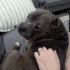 Tyson photo 5