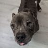 Tyson photo 6