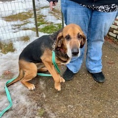 Shep, an adoptable Bloodhound, Shepherd in Saratoga Springs, NY, 12866 | Photo Image 1